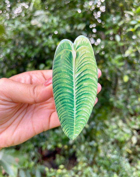 Spathiphyllum Pop Socket