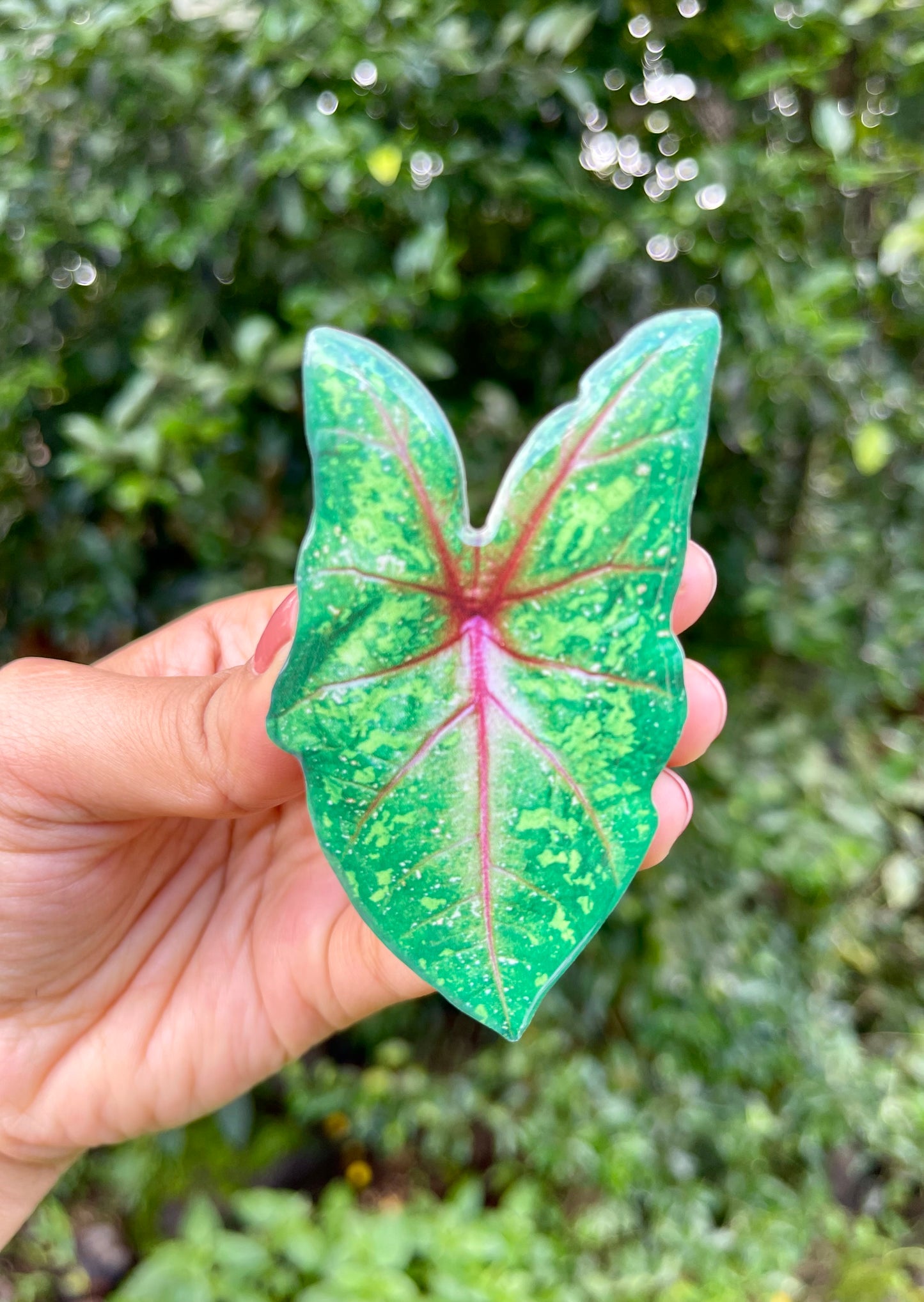 Alocasia Pop Socket