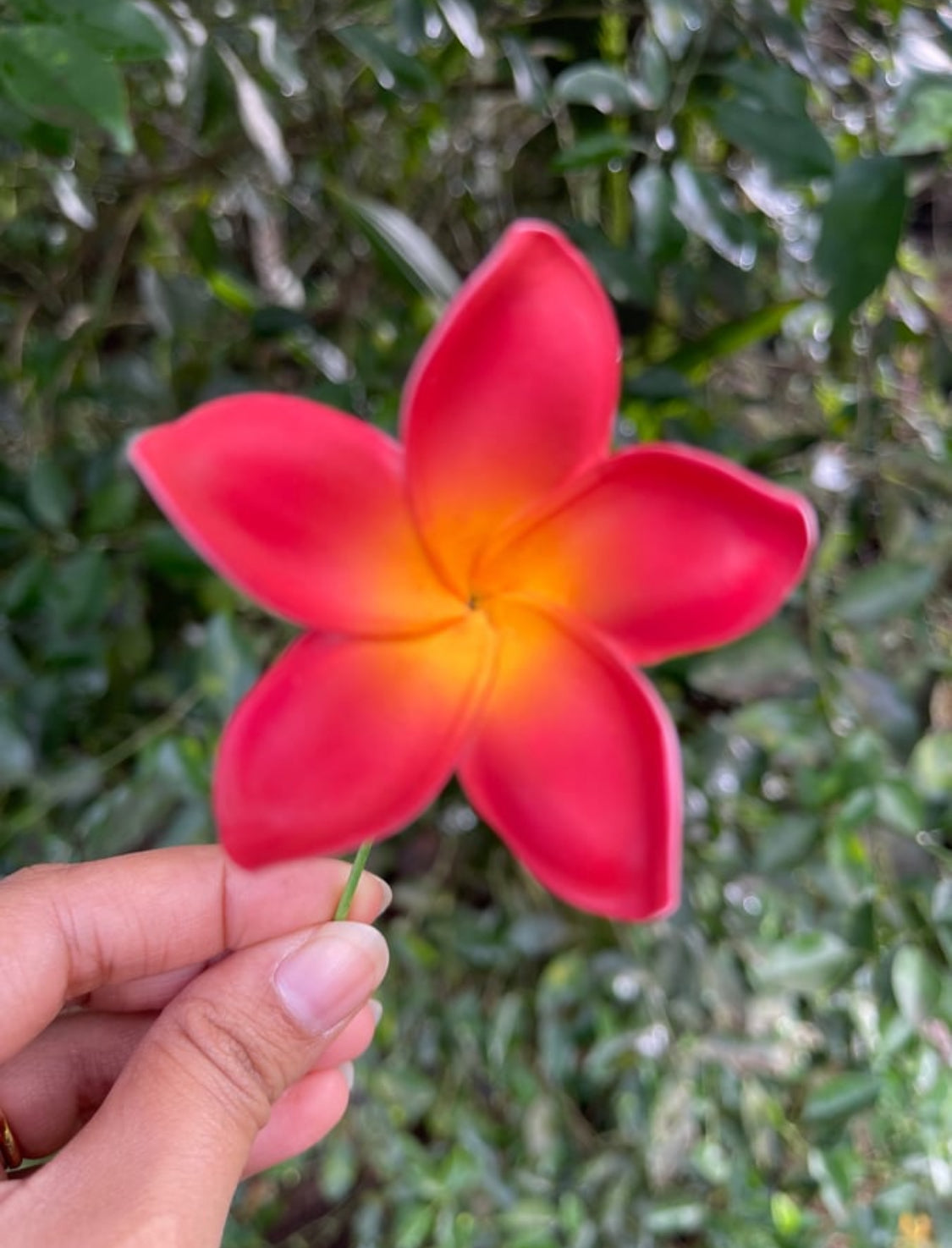 Red Plumeria