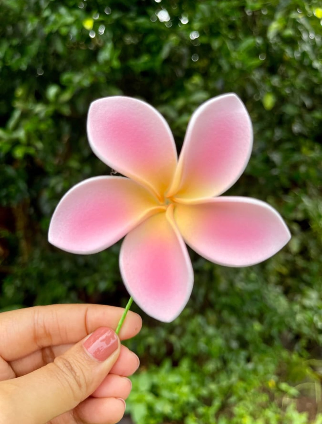 Light Pink Plumeria